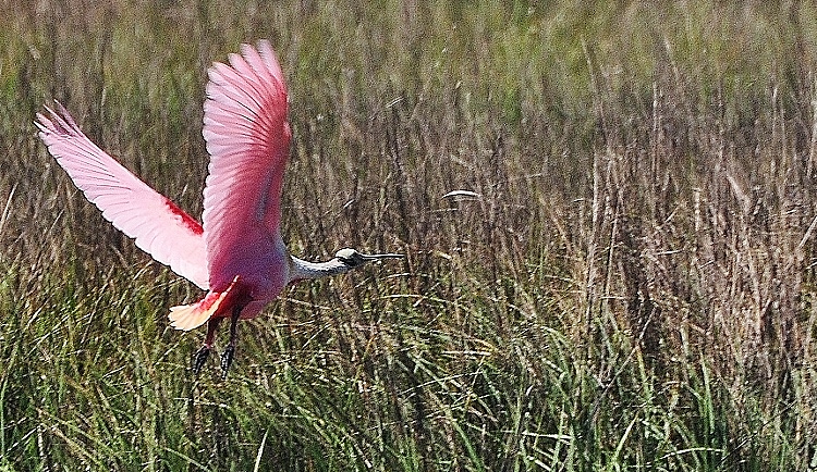 spoonbill in shallow water